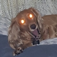 İngiliz Cocker Spaniel, Köpek  Paşa fotoğrafı