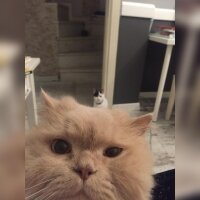 İran Kedisi (Persian), Kedi  casper fotoğrafı