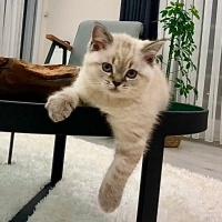 British Shorthair, Kedi  Simba fotoğrafı
