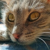 Tekir Kedi, Kedi  Duman fotoğrafı