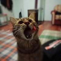 Tekir Kedi, Kedi  Şişko fotoğrafı