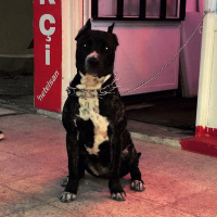 Amerikan Pitbull Terrier, Köpek  HERA fotoğrafı