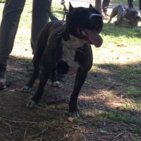 Amerikan Pitbull Terrier, Köpek  HERA fotoğrafı