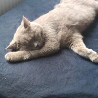 British Shorthair, Kedi  Lupine fotoğrafı