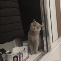 British Shorthair, Kedi  Lupine fotoğrafı