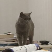 British Shorthair, Kedi  Lupine fotoğrafı