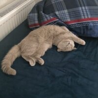 British Shorthair, Kedi  Lupine fotoğrafı