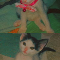 Tekir Kedi, Kedi  Matilda fotoğrafı