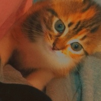 Tekir Kedi, Kedi  Matilda fotoğrafı