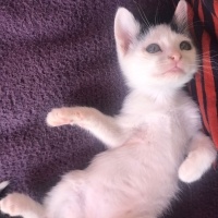 Tekir Kedi, Kedi  Mia fotoğrafı
