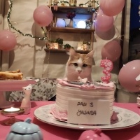 Sarman, Kedi  ŞAŞI fotoğrafı