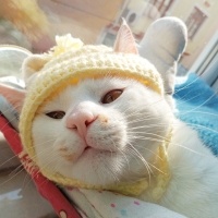 Sarman, Kedi  ŞAŞI fotoğrafı