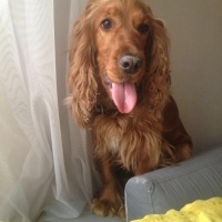 İngiliz Cocker Spaniel, Köpek  DAİSY fotoğrafı