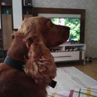 İngiliz Cocker Spaniel, Köpek  DAİSY fotoğrafı