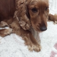 İngiliz Cocker Spaniel, Köpek  DAİSY fotoğrafı