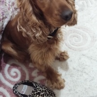 İngiliz Cocker Spaniel, Köpek  DAİSY fotoğrafı