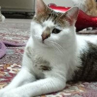 Sarman, Kedi  Mars fotoğrafı