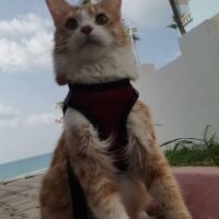 Sarman, Kedi  Mars fotoğrafı