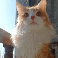 Sarman, Kedi  Mars fotoğrafı