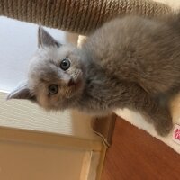 British Shorthair, Kedi  Odin fotoğrafı