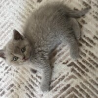 British Shorthair, Kedi  Odin fotoğrafı