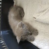 British Shorthair, Kedi  Odin fotoğrafı