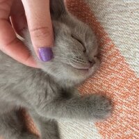 British Shorthair, Kedi  Odin fotoğrafı