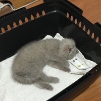 British Shorthair, Kedi  Odin fotoğrafı