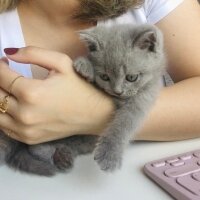 British Shorthair, Kedi  Odin fotoğrafı