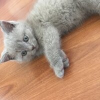 British Shorthair, Kedi  Odin fotoğrafı