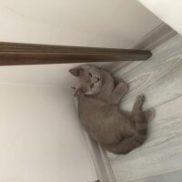 British Shorthair, Kedi  Odin fotoğrafı