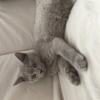 British Shorthair, Kedi  Odin fotoğrafı