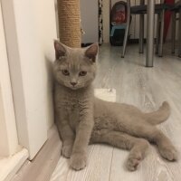 British Shorthair, Kedi  Odin fotoğrafı