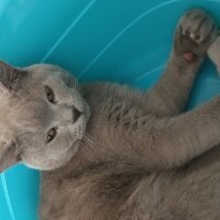 British Shorthair, Kedi  Odin fotoğrafı