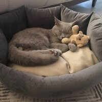 British Shorthair, Kedi  Odin fotoğrafı