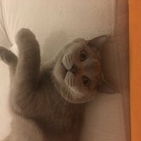 British Shorthair, Kedi  Odin fotoğrafı