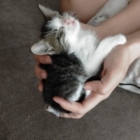 Tekir Kedi, Kedi  Boncuk fotoğrafı