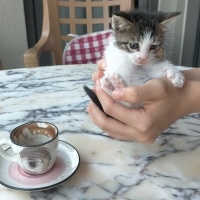 Tekir Kedi, Kedi  Boncuk fotoğrafı