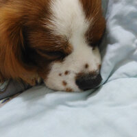 Cavalier King Charles Spanieli, Köpek  Papyon fotoğrafı