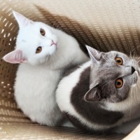 British Shorthair, Kedi  Pamuk fotoğrafı