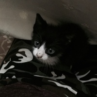 Tuxedo (Smokin) Kedi, Kedi  Lipsi fotoğrafı