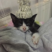 Tuxedo (Smokin) Kedi, Kedi  Lipsi fotoğrafı