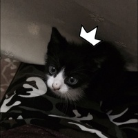 Tuxedo (Smokin) Kedi, Kedi  Lipsi fotoğrafı