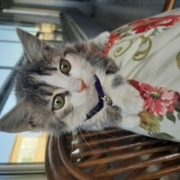 Colorpoint Shorthair, Kedi  Tara fotoğrafı