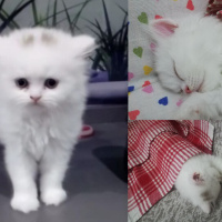 Scottish Fold, Kedi  Boncuk fotoğrafı