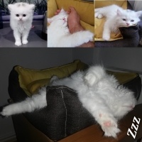 Scottish Fold, Kedi  Boncuk fotoğrafı