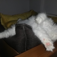 Scottish Fold, Kedi  Boncuk fotoğrafı