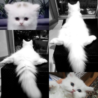 Scottish Fold, Kedi  Boncuk fotoğrafı