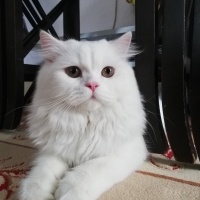 Scottish Fold, Kedi  Boncuk fotoğrafı