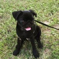Pug, Köpek  maça fotoğrafı